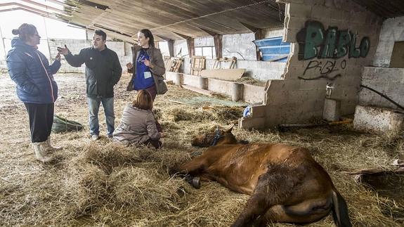 El Gobierno prevé cambios legislativos para poder incautar de inmediato un animal maltratado