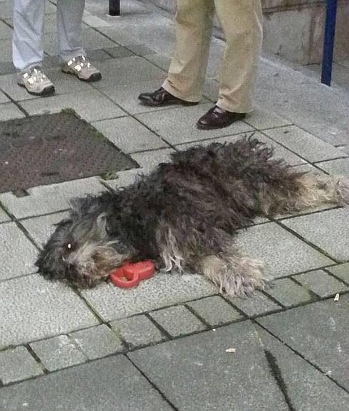 Imputan un delito de maltrato animal al hombre que mató a un perro a patadas en Rualasal