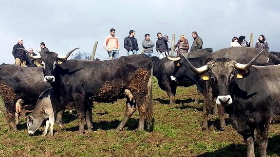 Inyección de 500.000 euros más para las ganaderías lácteas de alta montaña