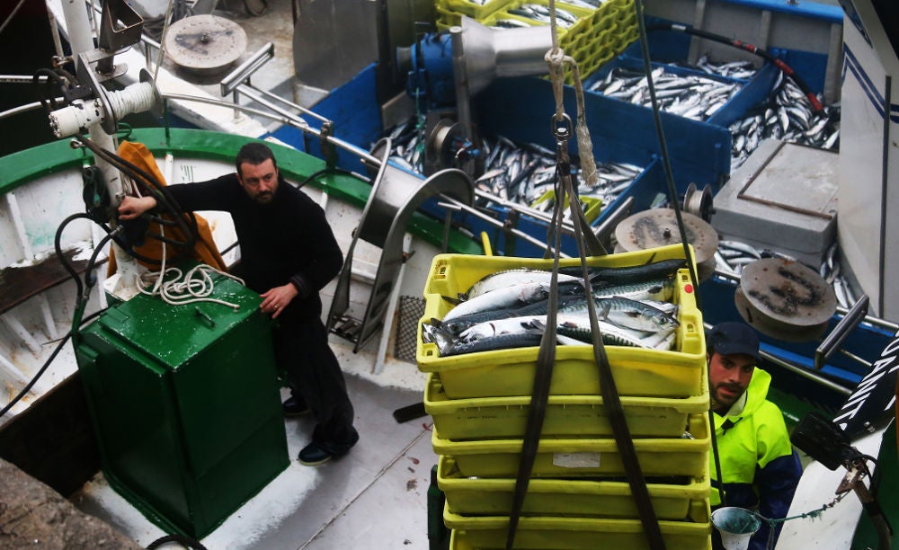 La costera del verdel arranca con los precios «por los suelos»
