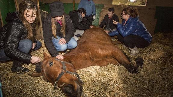 El dueño de los animales de El Churi declara al juez que solo faltó 10 días por una depresión