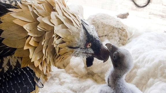 Nacen otros cuatro quebrantahuesos que serán soltados en los Picos de Europa