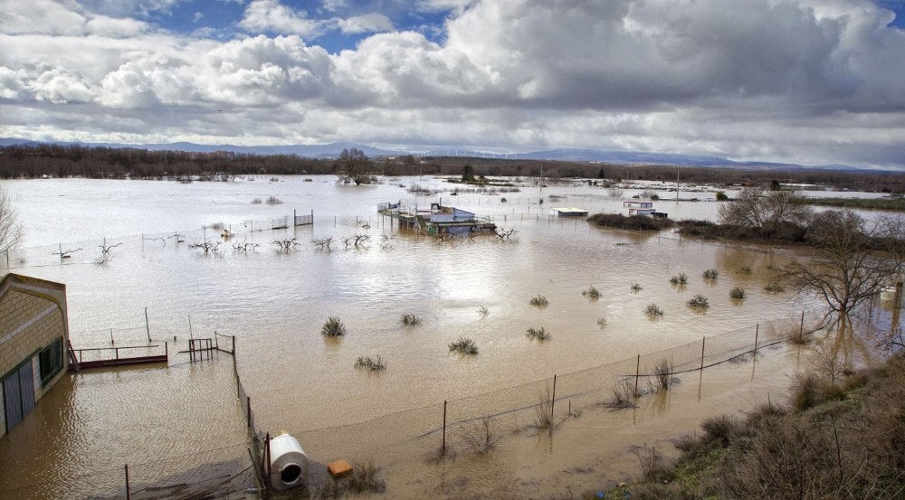 Más de 10.000 animales muertos por la crecida del Ebro