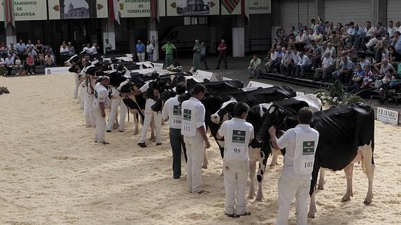 Sesenta ganaderías y 250 animales confirman su participación en el Concurso Nacional Frisón