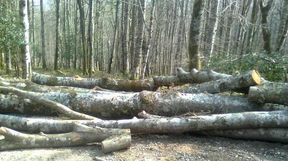 Una treintena de hayas taladas, tiradas en en el bosque