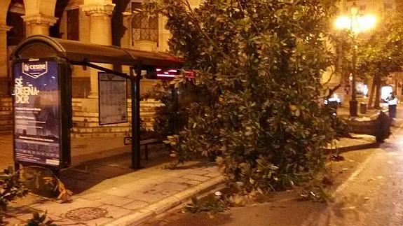 Un camión de la basura derriba un magnolio en Correos