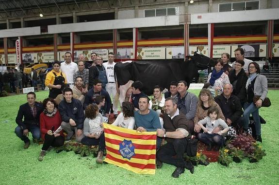 Jara, la vaca más guapa de España