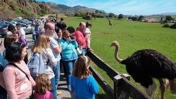 Cabárceno, Alto Campoo y Fuente Dé atraen a 11.350 turistas