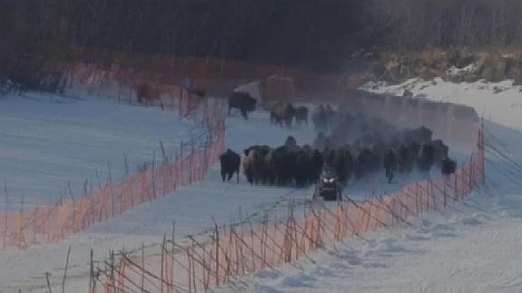 Los bisontes salvajes vuelven a Alaska