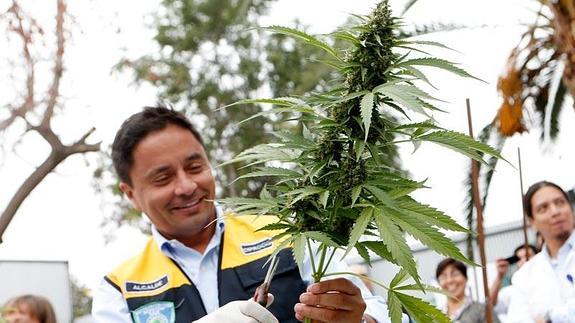 Chile autoriza el aceite de marihuana para paliar los efectos de la quimioterapia