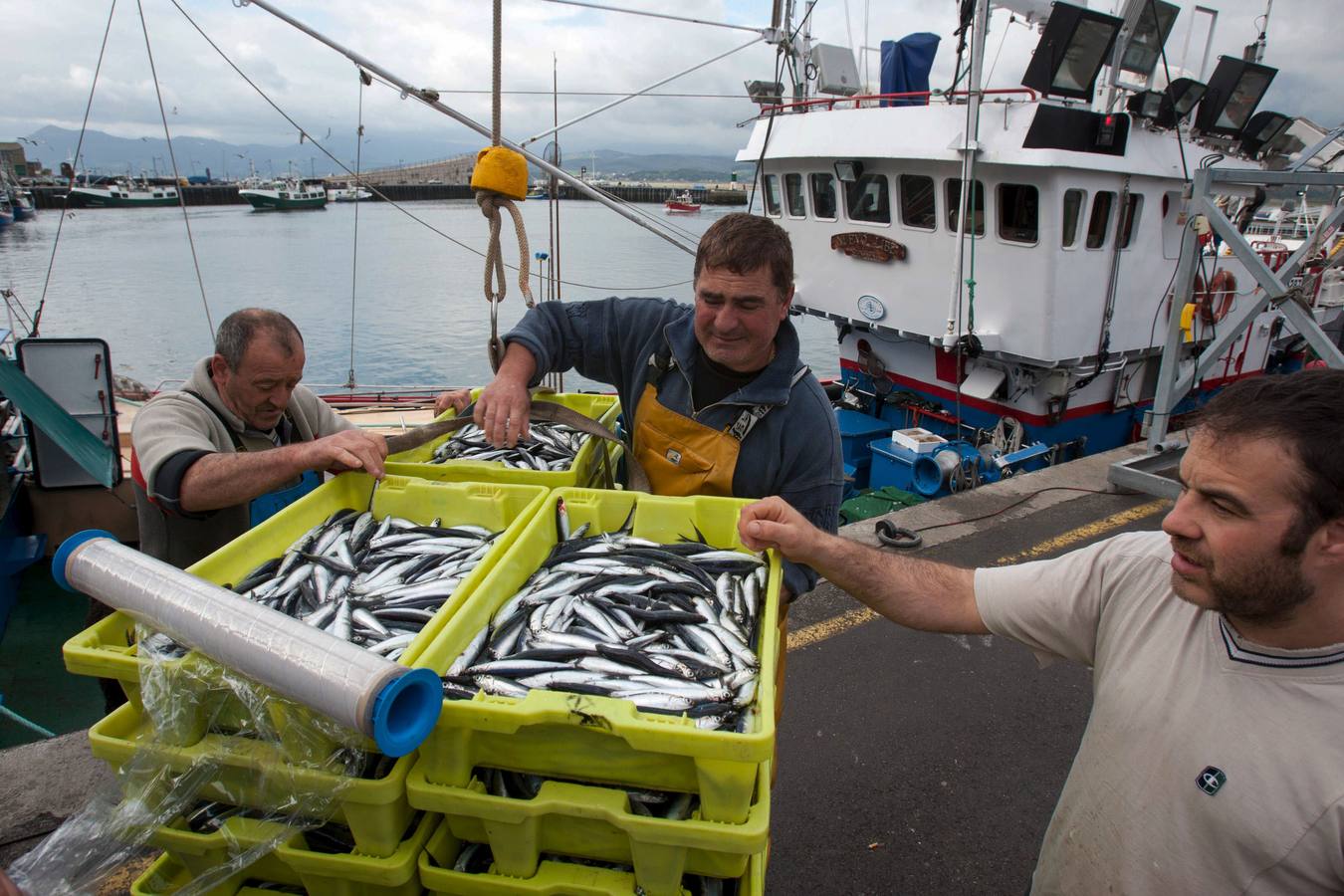 Los pescadores replican a las conserveras y dicen que el tamaño del bocarte es legal