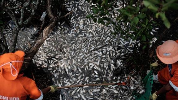 Retiran 33 toneladas de peces muertos de la laguna donde se celebrarán los Juegos de Río
