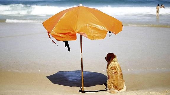 Dónde ir a la playa y poder llevarse al perro