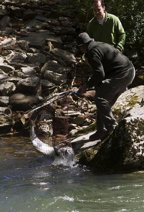 90 salmones para 2.850 cañas