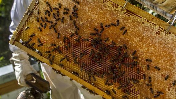 El ladrón de colmenas era el vecino