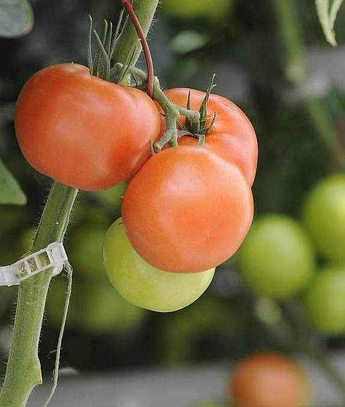 Astillero entrega el sábado plantas de tomate para fomentar su cultivo