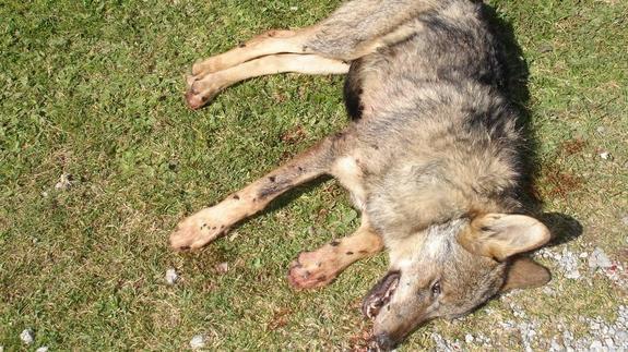 Los grupos ecologistas denuncian la caza de dos lobos en Picos de Europa