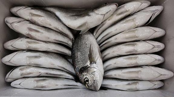 España se quedará sin pescado propio para el 2015 dentro de tres días