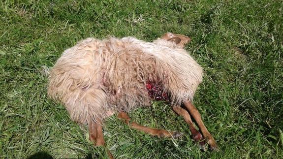 Los lobos atacan de nuevo a dos ovejas en Cieza