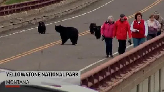 Cuatro osos negros provocan el pánico entre los turistas de Yellowstone