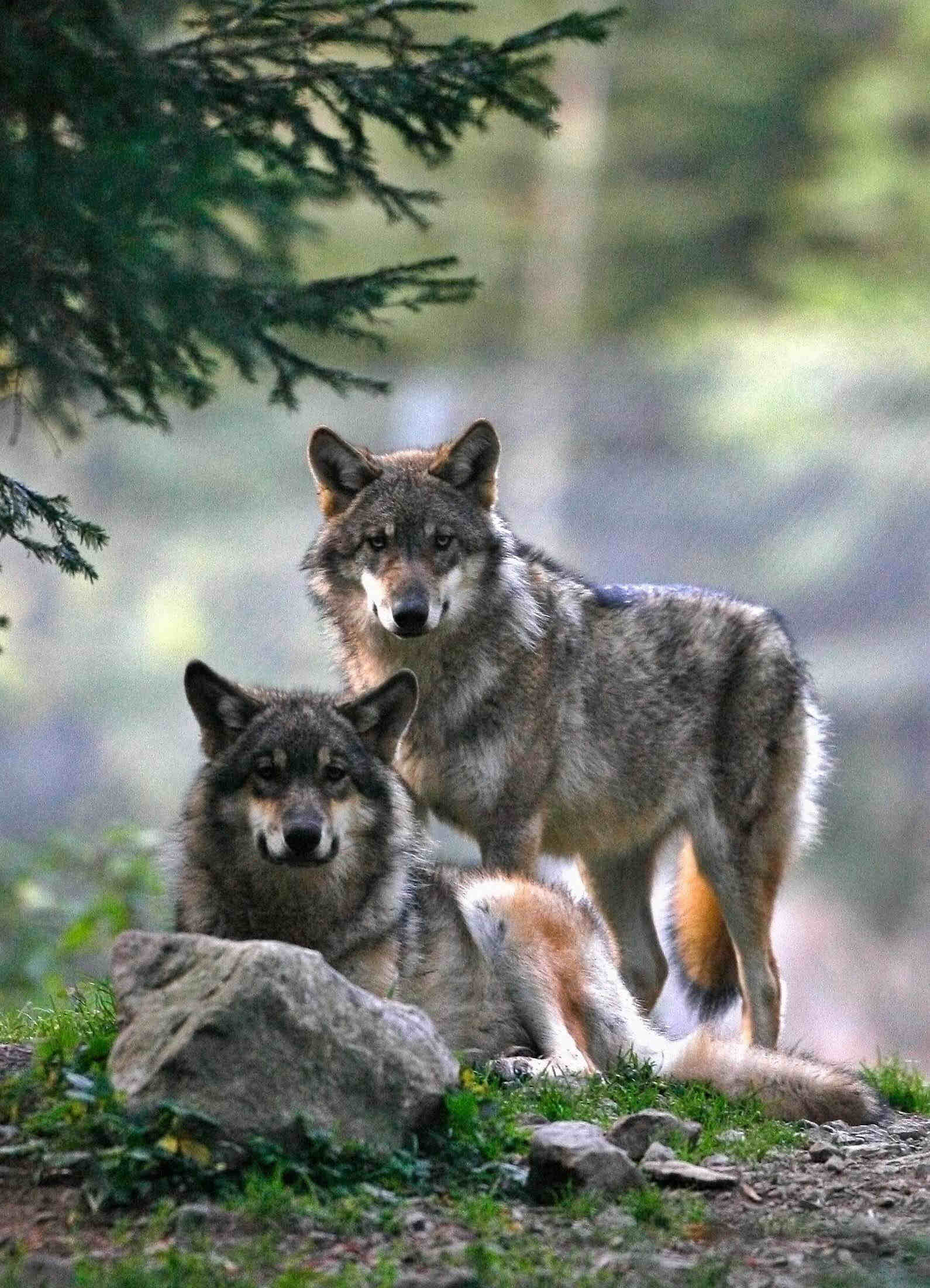 Los conservacionistas piden una mesa de diálogo para frenar los ataques del lobo