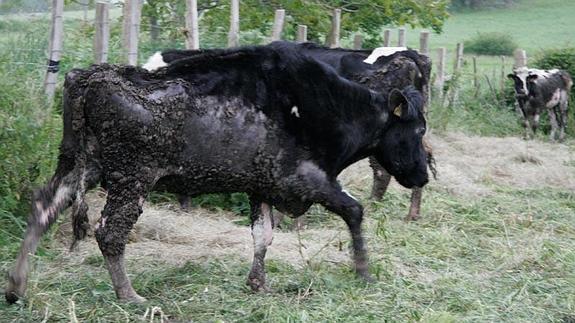 El dueño de la cuadra con cinco vacas muertas dice que no pudo atenderlas