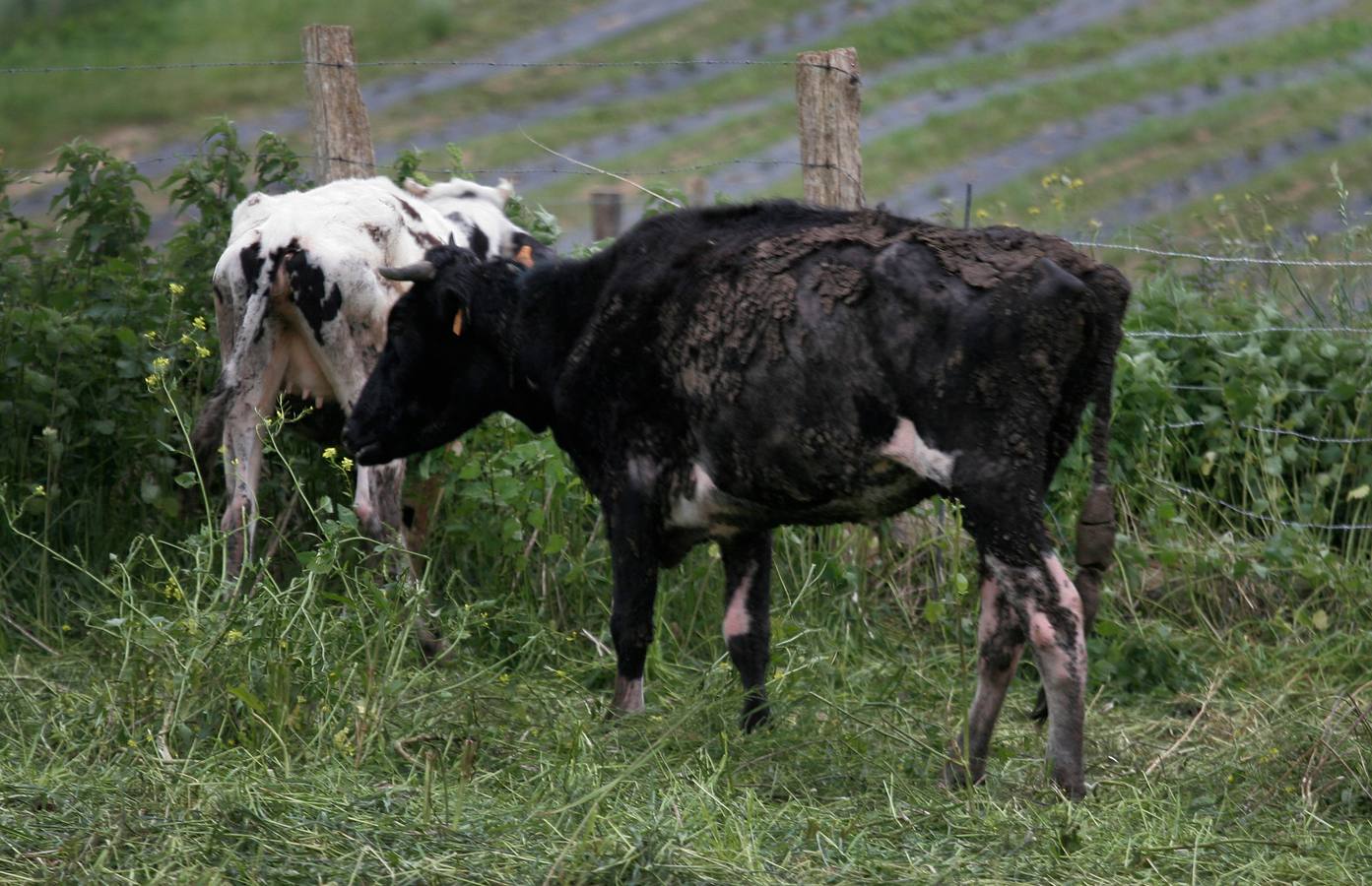 "Es horroroso lo que han sufrido las vacas de esta estabulación"