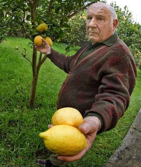 Los limones de Novales tendrán sello de calidad