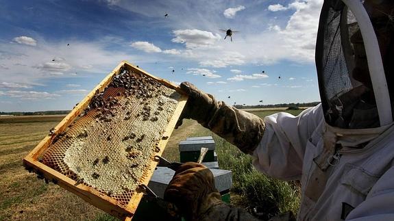 Los recortes y la avispa asiática reducen casi a la mitad las explotaciones apícolas