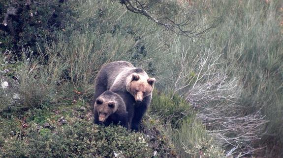 Un proyecto para conservar el oso en Cantabria gana un premio de la Comisión Europea