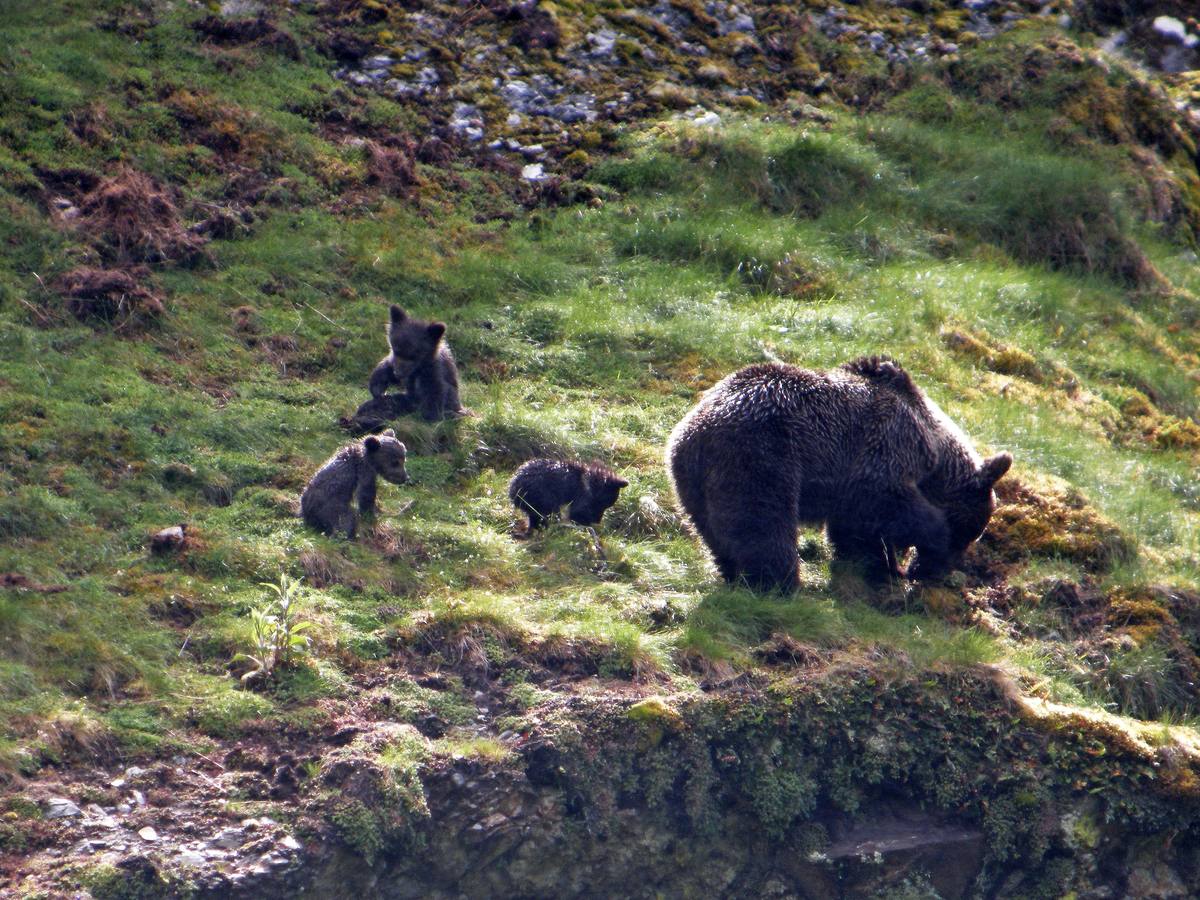 Un oso ataca a un joven en Campoo y le desgarra un brazo de un mordisco