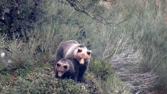 El ataque del oso es el quinto que se registra en la Cordillera Cantábrica en 25 años