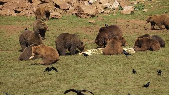 Montes advierte de que la recuperación de la especie incrementará los accidentes