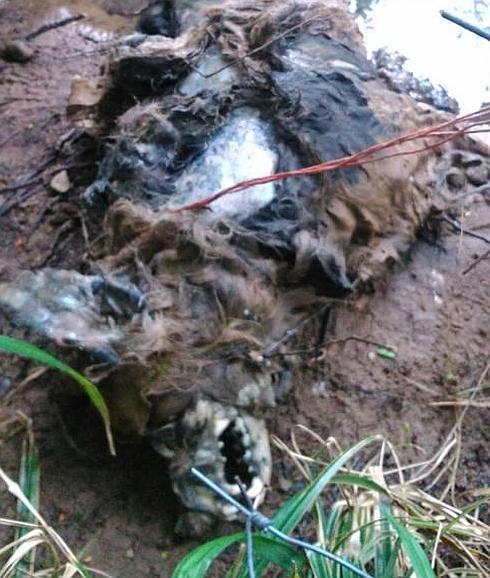 Denunciado por apalear, ahorcar y tirar al río a sus dos perros