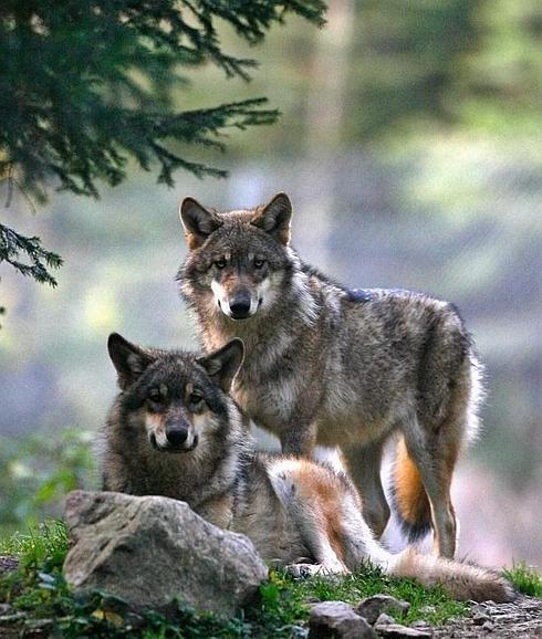 Las redes sociales 'hierven' por la convocatoria de caza de lobos en Rasines