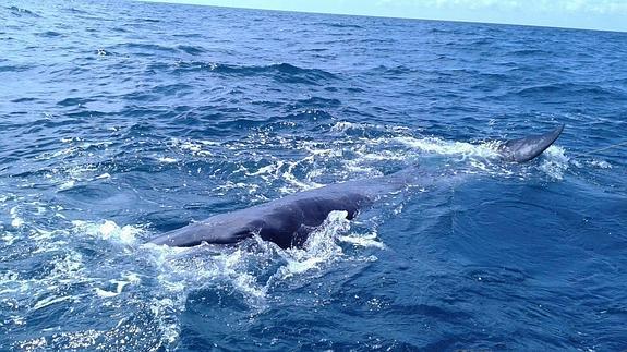 Aparece el cadáver de una ballena frente a playa de La Concha