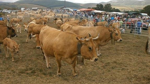 Los ganaderos cántabros recibirán 928.000 euros en ayudas complementarias a la vaca nodriza