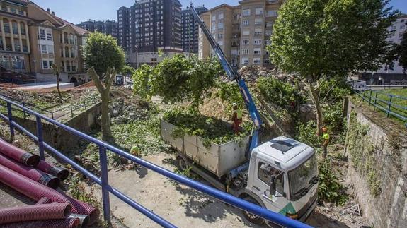 Trasladan tres grandes plátanos de Tetuán para construir el parque de Amaliach