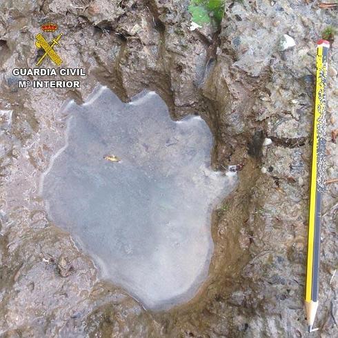 El joven atacado por un oso usó cebo y una cámara de foto-trampeo