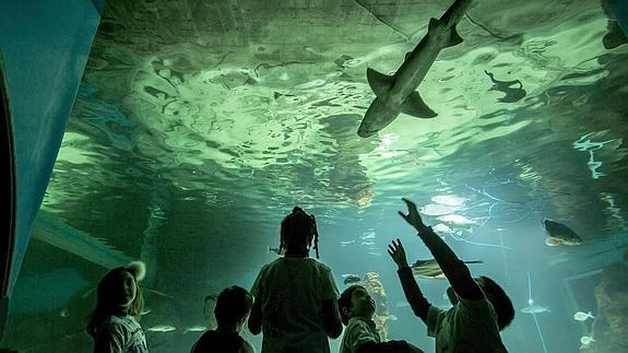 Noche entre tiburones