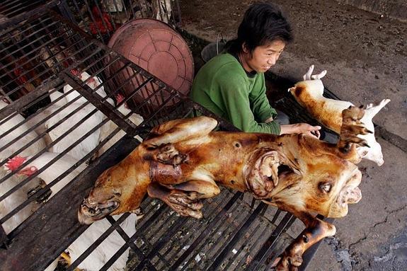 ¿Hay algo malo en comer perro?