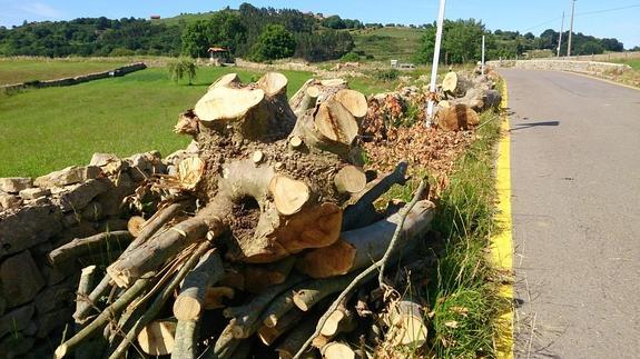 Denuncian la tala de 144 árboles centenarios en la carretera entre Golbardo y Novales