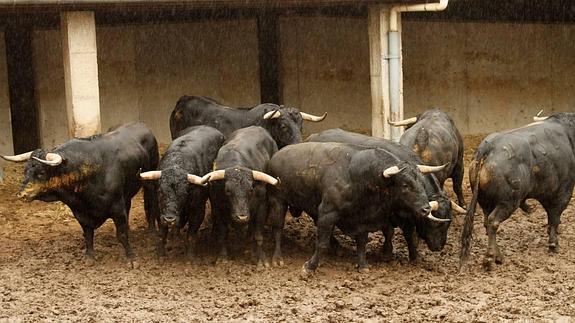 Sorteados los toros para el mano a mano de esta tarde