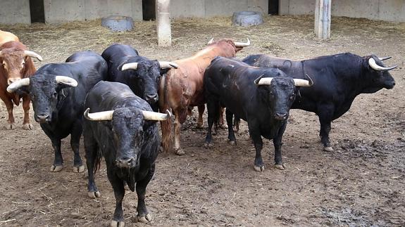 Un toro de 'La Reina', de 600 kilos, para Jiménez Fortes