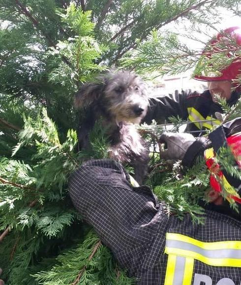 Los bomberos liberan a un perro atrapado en una alambrada