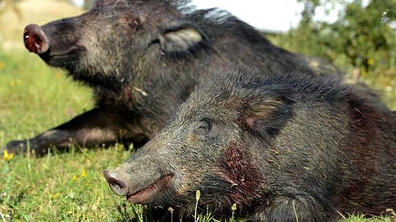 3.960 animales fueron cazados el año pasado en Cantabria