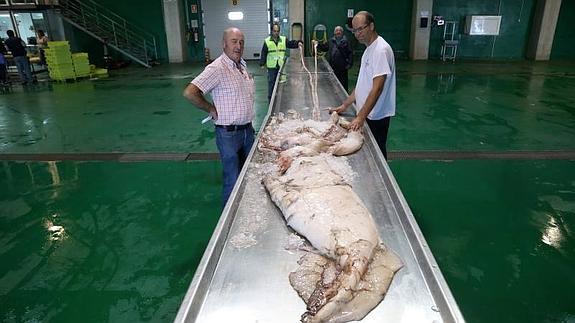 Un calamar gigante llega al puerto