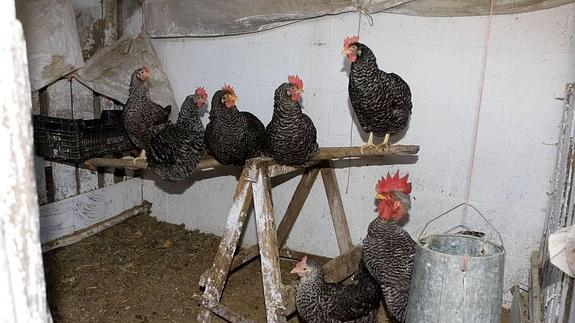 La gallina pedresa ya tiene título