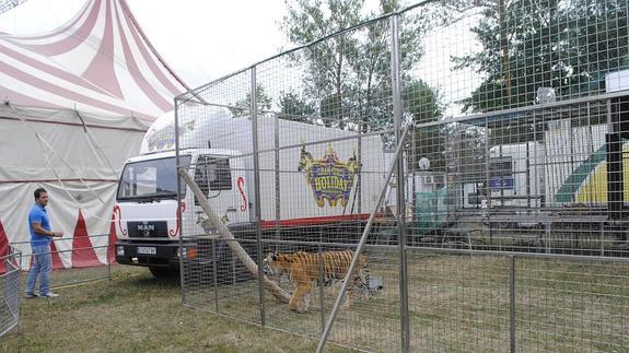 Reinosa, declarada 'libre de circos con animales', permite uno con cocodrilos y tigres