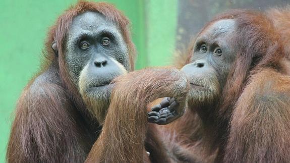 El zoo de Santillana celebra el Día Mundial del Orangután